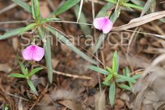 Hybanthus enneaspermus